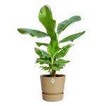 greenville rund 25cm goldener Sand